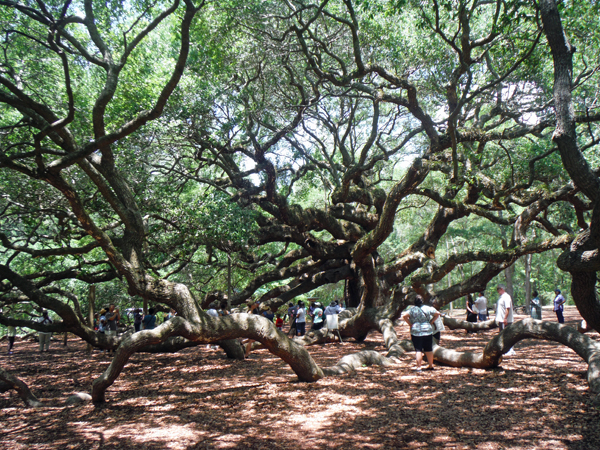 The Angel Oak Tree